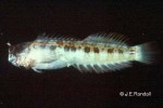Enlarged Image of 'Entomacrodus caudofasciatus'