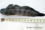 Enlarged Image of 'Istiblennius edentulus'