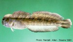 Enlarged Image of 'Istiblennius lineatus'
