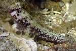 Enlarged Image of 'Synchiropus ocellatus'