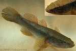 Enlarged Image of 'Eleotris fusca'