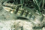 Enlarged Image of 'Amblygobius phalaena cf.'