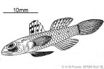 Enlarged Image of 'Cabillus tongarevae'