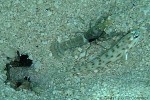 Enlarged Image of 'Ctenogobiops feroculus'