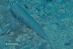 Enlarged Image of 'Gnatholepis cauerensis'