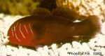 Enlarged Image of 'Gobiodon quinquestrigatus'