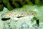 Enlarged Image of 'Istigobius rigilius ?IDSims88'
