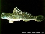 Enlarged Image of 'Periophthalmus argentilineatus ?IDwho'