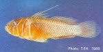 Enlarged Image of 'Priolepis semidoliata'