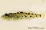 Enlarged Image of 'Redigobius bikolanus'