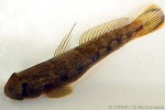 Enlarged Image of 'Sicyopterus taeniurus'