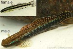 Enlarged Image of 'Stiphodon elegans'