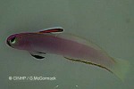 Enlarged Image of 'Nemateleotris helfrichi'