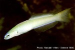 Enlarged Image of 'Ptereleotris microlepis'