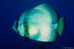 Enlarged Image of 'Platax orbicularis'