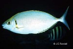 Enlarged Image of 'Siganus argenteus'