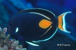 Enlarged Image of 'Acanthurus achilles'