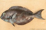 Enlarged Image of 'Acanthurus albipectoralis'