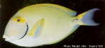 Enlarged Image of 'Acanthurus dussumieri'