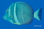 Enlarged Image of 'Acanthurus guttatus'