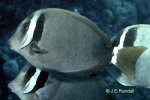 Enlarged Image of 'Acanthurus leucopareius'