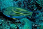 Enlarged Image of 'Acanthurus lineatus'