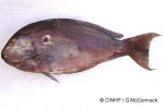 Enlarged Image of 'Acanthurus mata'