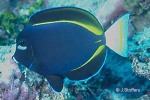 Enlarged Image of 'Acanthurus nigricans'