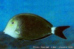 Enlarged Image of 'Acanthurus nigroris'