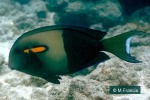 Enlarged Image of 'Acanthurus olivaceus'
