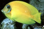 Enlarged Image of 'Acanthurus pyroferus'