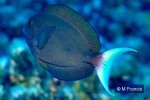 Enlarged Image of 'Acanthurus thompsoni'