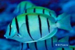 Enlarged Image of 'Acanthurus triostegus'