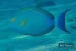 Enlarged Image of 'Acanthurus xanthopterus'