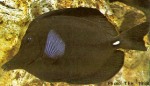 Enlarged Image of 'Zebrasoma rostratum'