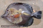 Enlarged Image of 'Zebrasoma scopas'