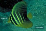 Enlarged Image of 'Zebrasoma veliferum'