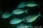 Enlarged Image of 'Naso brachycentron ?IDPreston95'