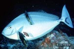 Enlarged Image of 'Naso hexacanthus'