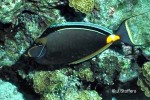 Enlarged Image of 'Naso lituratus'