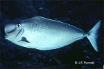 Enlarged Image of 'Naso tonganus   ?IDPreston95'