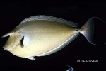Enlarged Image of 'Naso unicornis'