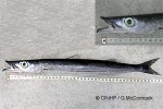 Enlarged Image of 'Sphyraena helleri'