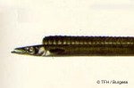 Enlarged Image of 'Gempylus serpens'