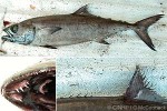 Enlarged Image of 'Lepidocybium flavobrunneum'