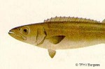 Enlarged Image of 'Ruvettus pretiosus'