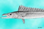 Enlarged Image of 'Thyrsitoides marleyi'