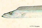 Enlarged Image of 'Trichiurus lepturus'