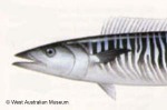 Enlarged Image of 'Acanthocybium solandri'