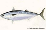 Enlarged Image of 'Auxis thazard'